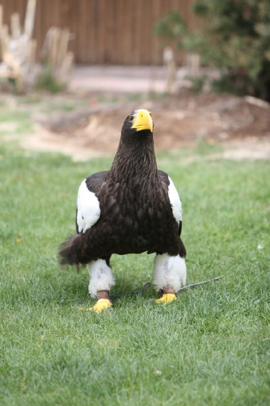 2011-05-07 11:02:21 ** Riesenseeadler, Utah, Zoo ** 