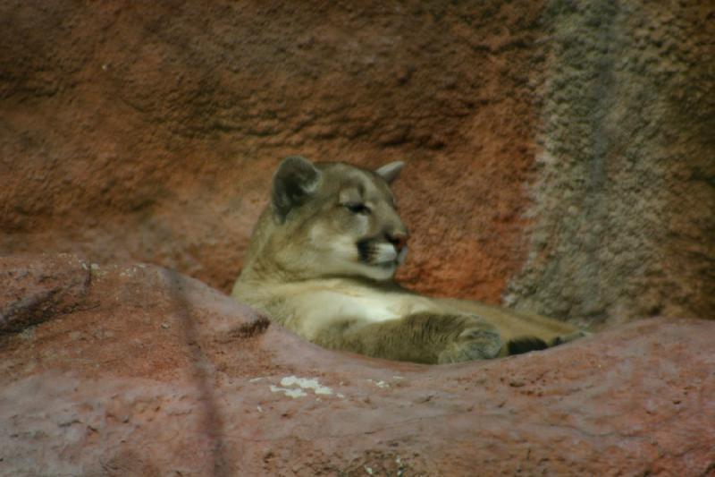 2007-03-11 14:01:46 ** Utah, Zoo ** Puma.