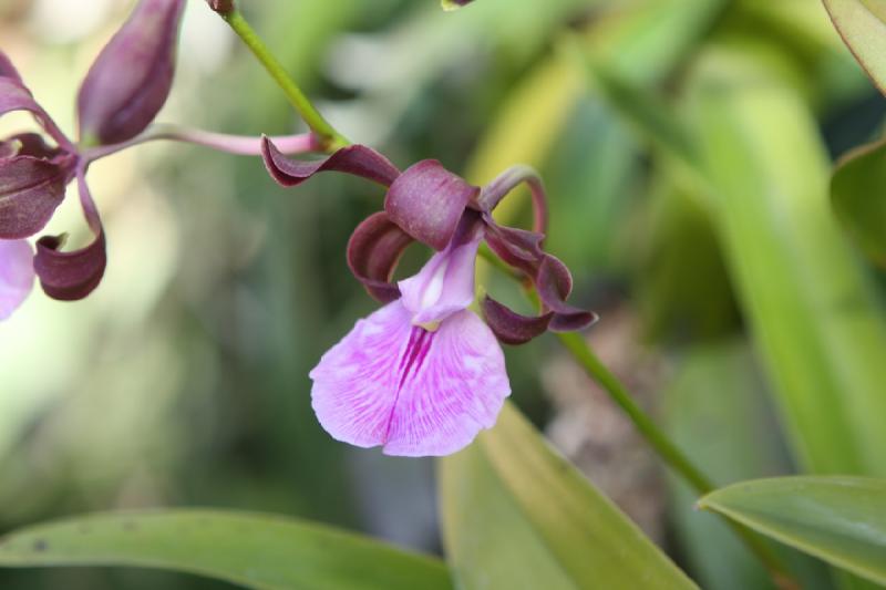 2014-03-14 11:52:10 ** Botanical Garden, Chicago, Illinois ** 