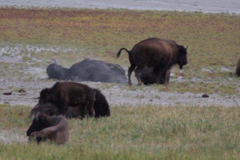 2013-08-24 13:51:37 ** Antelope Island, Bison, Utah ** 