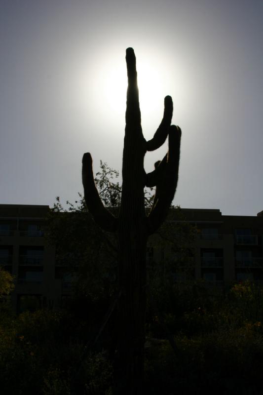 2007-04-15 16:46:38 ** Kaktus, Phoenix ** Umriß eines Saguaro-Kaktus.