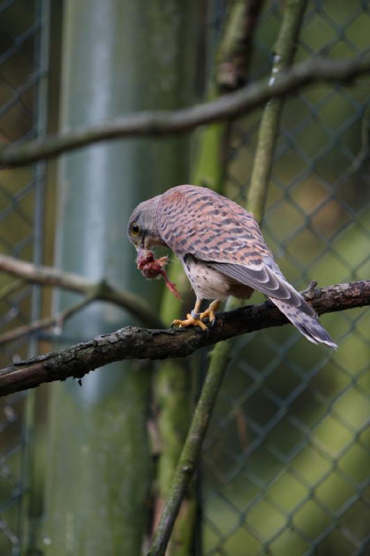 2010-04-13 17:48:37 ** Deutschland, Walsrode, Zoo ** 