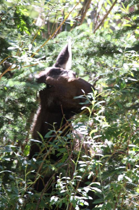 2010-08-21 11:12:43 ** Moose, Uinta Mountains ** 