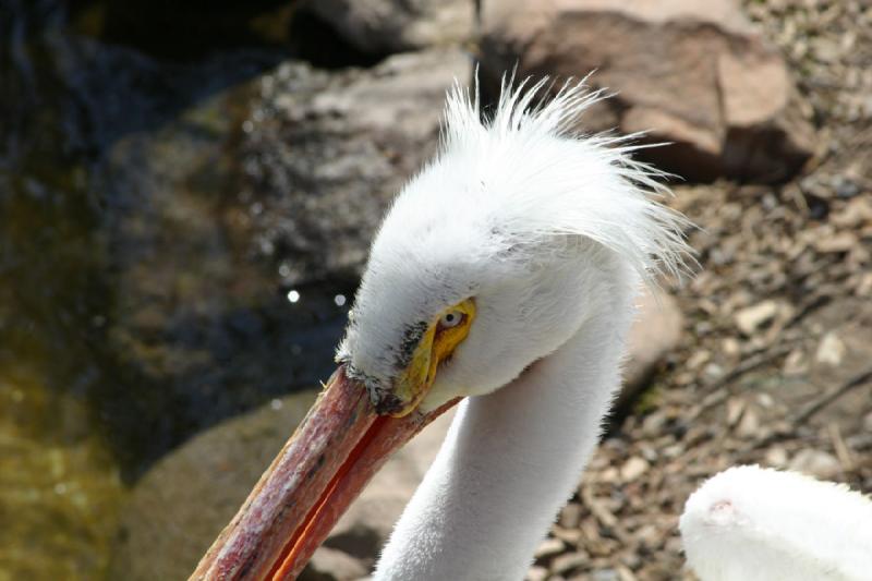 2008-05-04 11:56:56 ** Utah, Zoo ** 