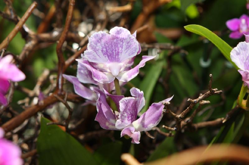 2014-03-14 11:34:46 ** Botanical Garden, Chicago, Illinois ** 