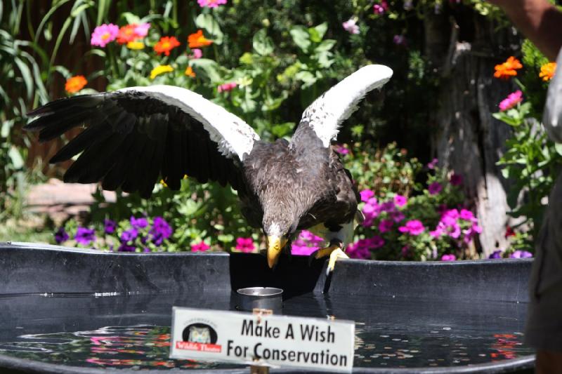 2011-07-15 13:02:32 ** Riesenseeadler, Utah, Zoo ** 