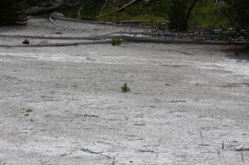 2009-08-04 10:05:36 ** Yellowstone Nationalpark ** 