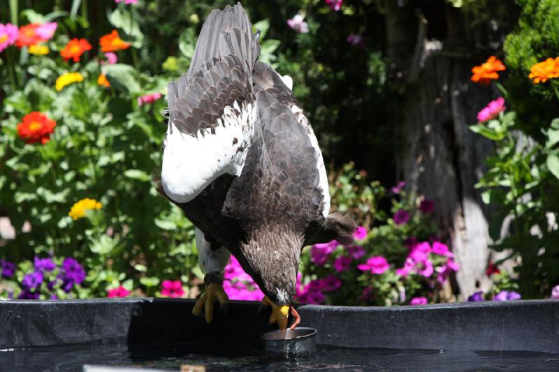 2011-07-15 13:02:37 ** Riesenseeadler, Utah, Zoo ** 