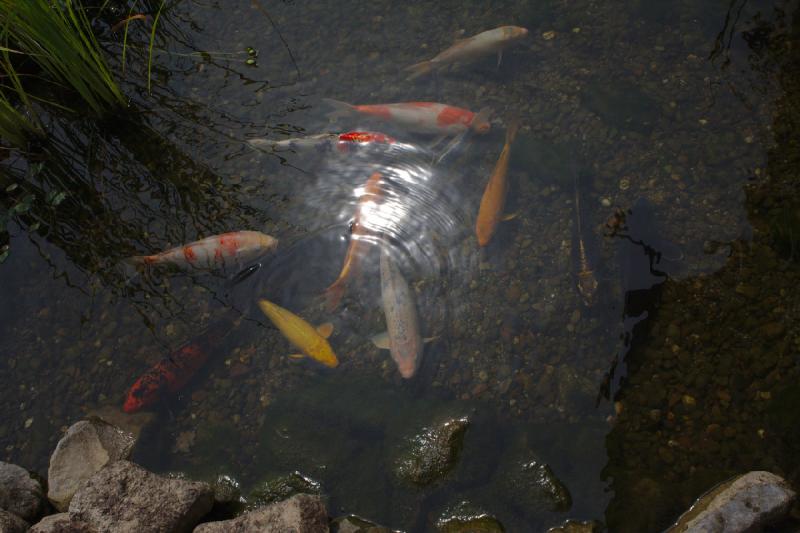 2019-07-26 13:06:56 ** Bad Zwischenahn, Botanical Garden, Germany ** 