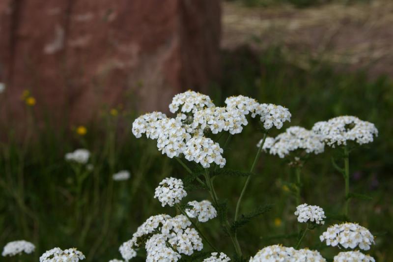 2006-07-23 15:43:44 ** Vail ** Blumen am Wegesrand.