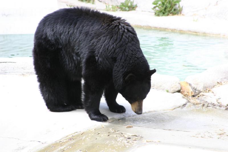 2007-05-06 15:57:40 ** Schwarzbär, Utah, Zoo ** Schwarzbär.