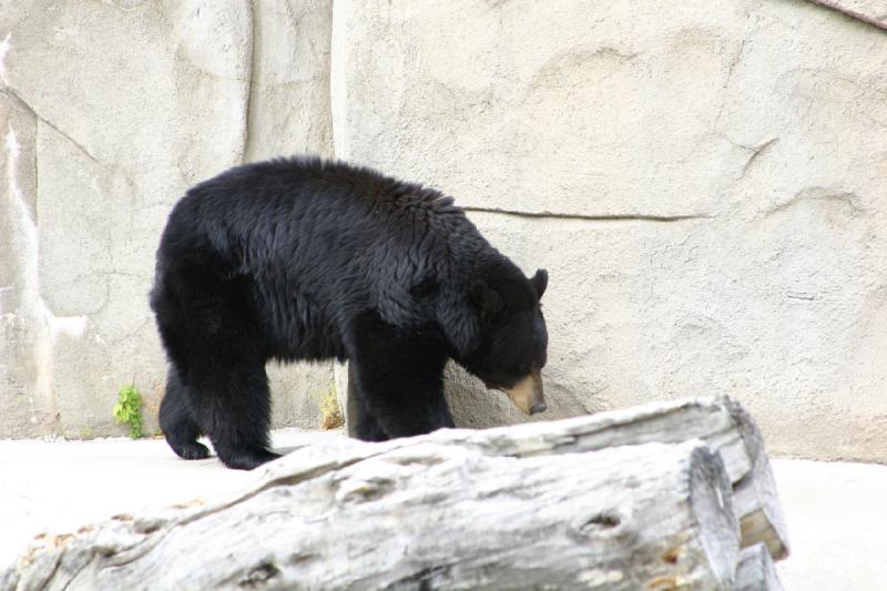 2007-05-06 15:54:58 ** Schwarzbär, Utah, Zoo ** Schwarzbär.