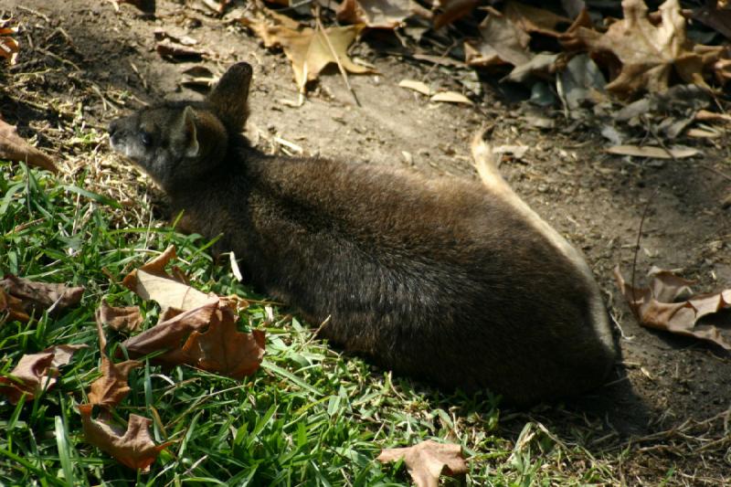 2008-03-20 11:07:04 ** San Diego, Zoo ** Wohl eine Art Känguru.