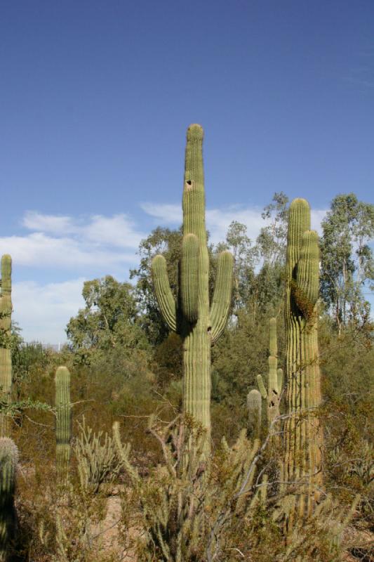 2007-10-27 13:55:30 ** Botanischer Garten, Kaktus, Phoenix ** Saguaro-Kaktus.