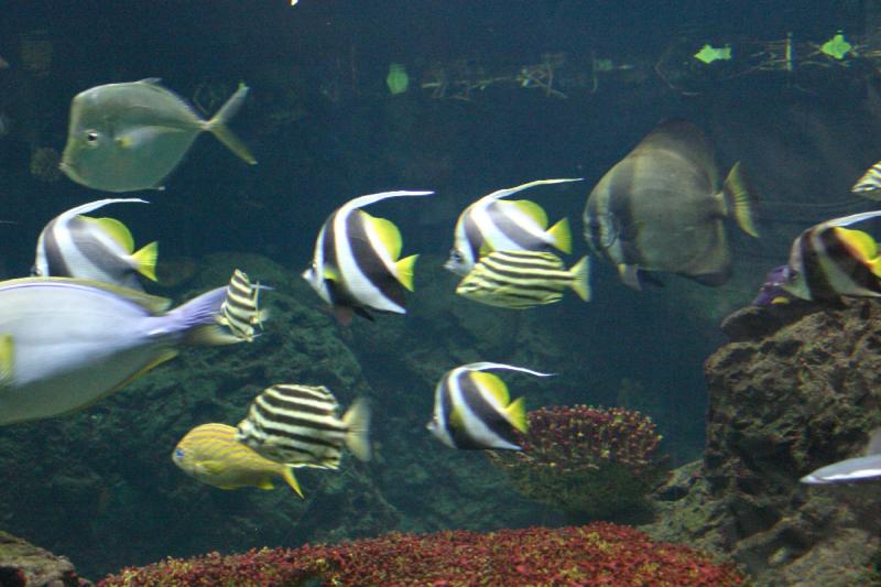 2005-08-25 14:00:07 ** Aquarium, Berlin, Germany, Zoo ** Everyone swims to the left.
