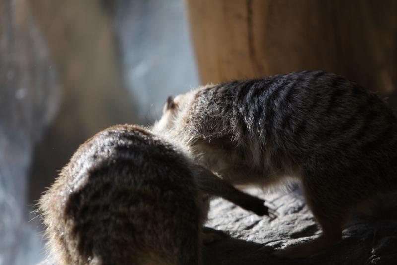 2011-01-23 16:10:03 ** Utah, Zoo ** 