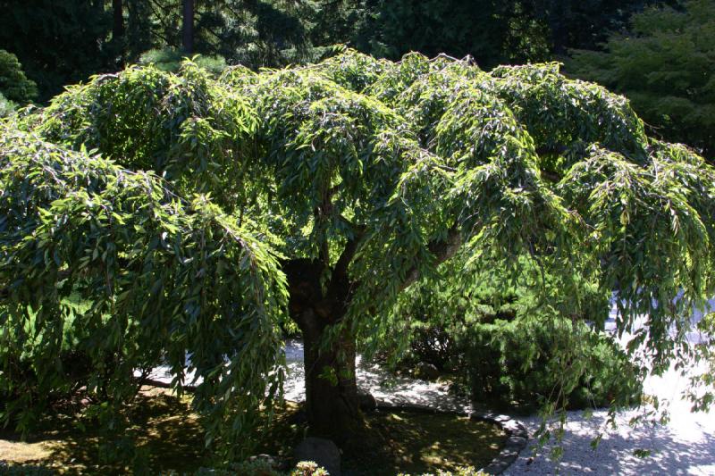 2007-09-02 14:27:20 ** Portland ** Cherry tree.