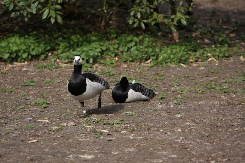 2010-04-13 15:56:17 ** Deutschland, Walsrode, Zoo ** 