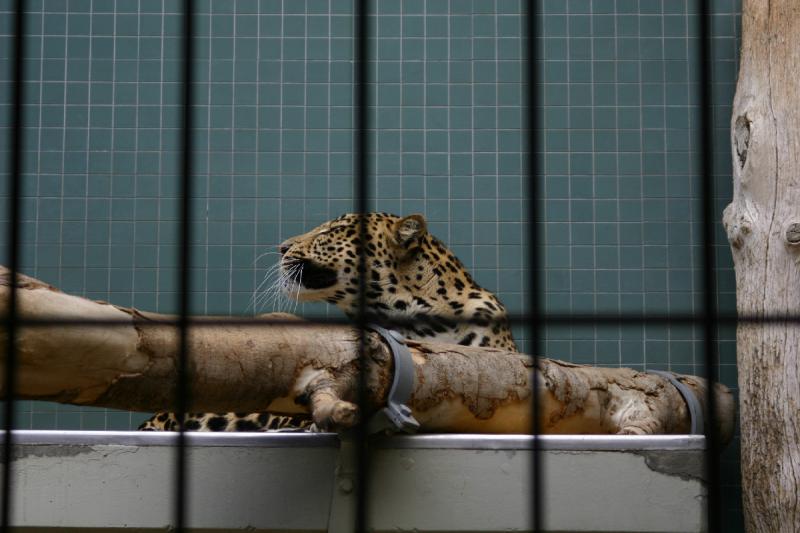 2005-08-24 16:55:11 ** Berlin, Deutschland, Zoo ** Leopard.