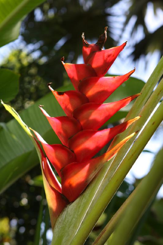 2011-11-27 11:52:06 ** Botanischer Garten, Hawaiʻi, Kauaʻi ** 