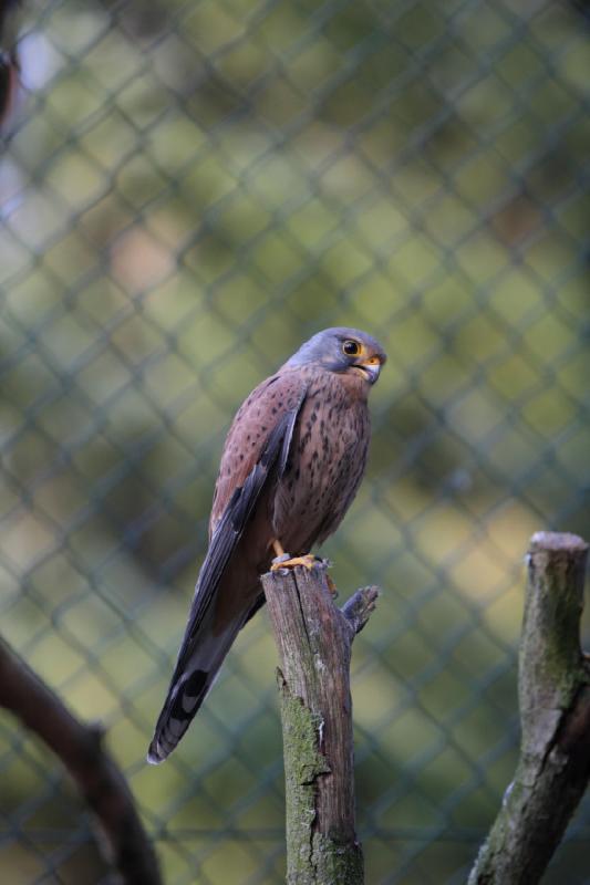 2010-04-13 17:48:40 ** Deutschland, Walsrode, Zoo ** 