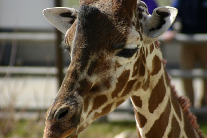 2007-03-11 14:26:36 ** Utah, Zoo ** Giraffe.