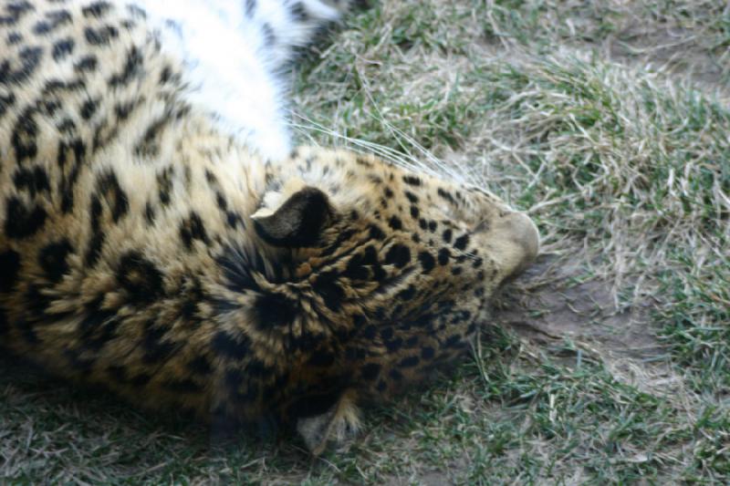 2007-03-11 14:35:48 ** Utah, Zoo ** Leopard.