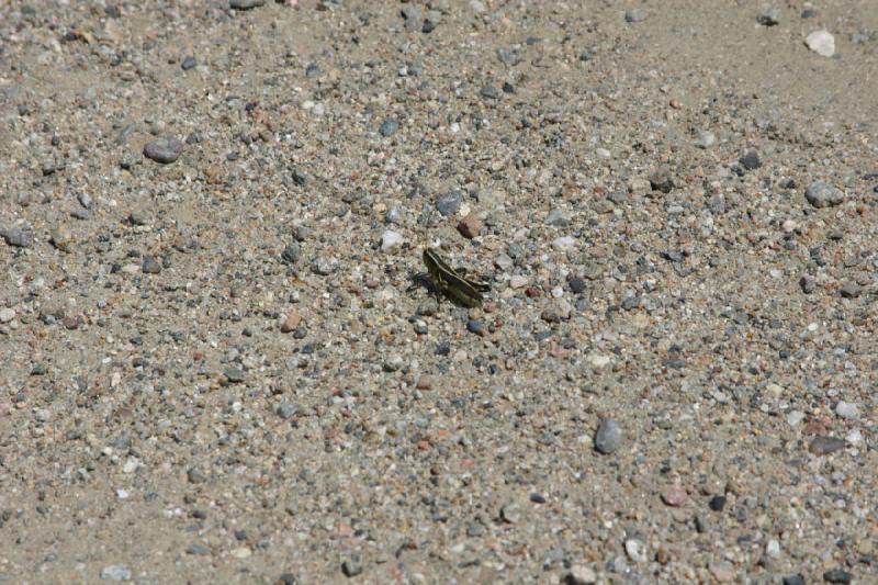 2006-07-23 12:54:44 ** Vail ** Grasshopper. 2006-07-23 12:54:44 ** Vail ** Grasshopper.