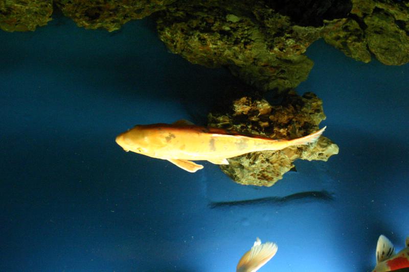 2005-08-25 15:45:47 ** Aquarium, Berlin, Deutschland, Zoo ** Koi-Karpfen.