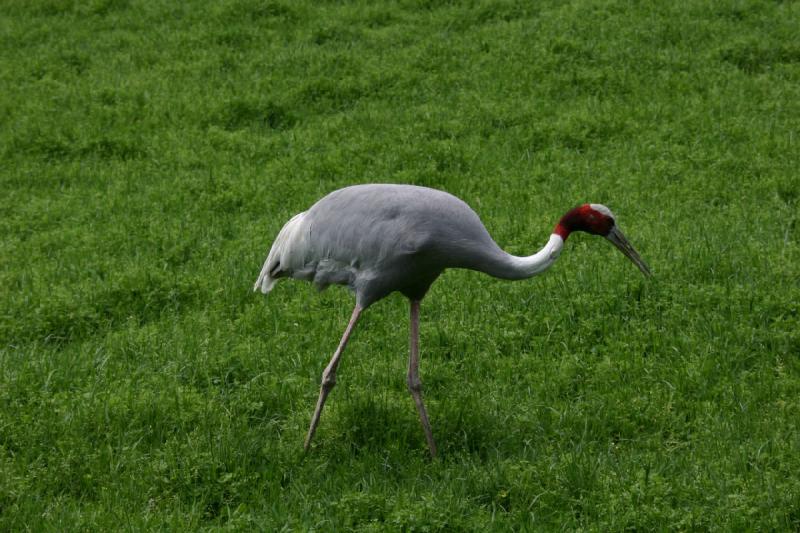 2005-05-07 15:20:46 ** Oregon, Roseburg, Zoo ** Saruskranich.