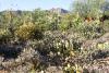 Landschaft des Kakteen-Parks. In der Mitte Opuntia.