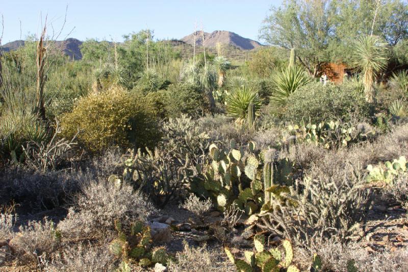 2006-06-17 17:59:02 ** Botanischer Garten, Kaktus, Tucson ** Landschaft des Kakteen-Parks. In der Mitte Opuntia.