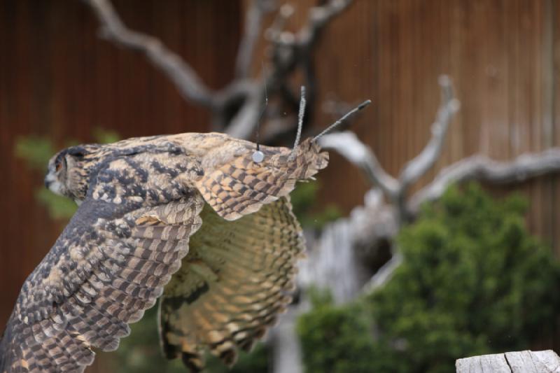 2011-05-07 11:15:49 ** Utah, Zoo ** 