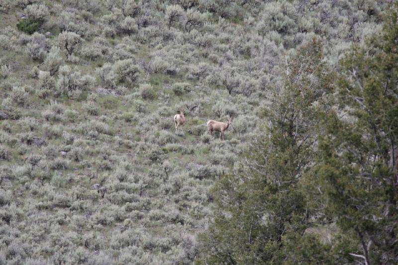 2009-08-05 15:35:52 ** Yellowstone Nationalpark ** 