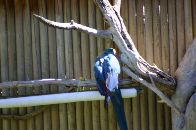 2007-06-18 11:06:16 ** Utah, Zoo ** Ara.