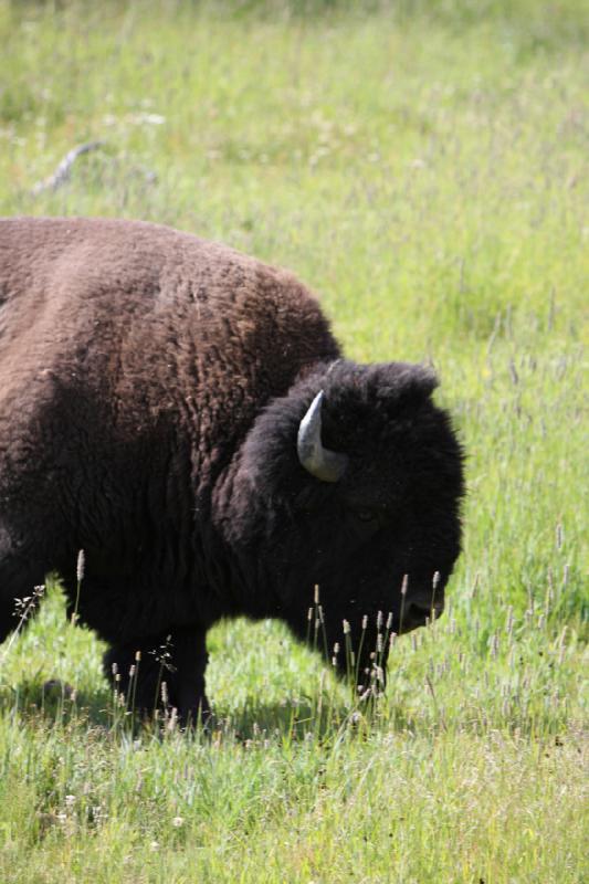 2009-08-05 09:31:56 ** Bison, Yellowstone Nationalpark ** 