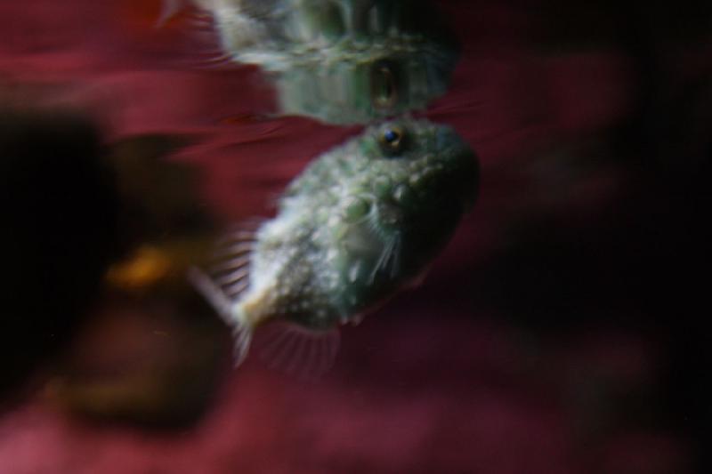 2012-06-16 12:26:04 ** Aquarium, Seattle ** 