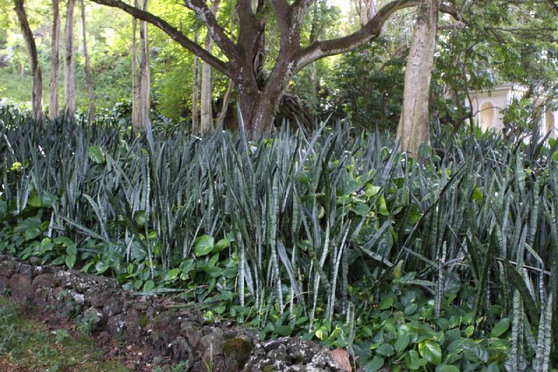 2011-11-27 09:57:41 ** Botanischer Garten, Hawaiʻi, Kauaʻi ** 