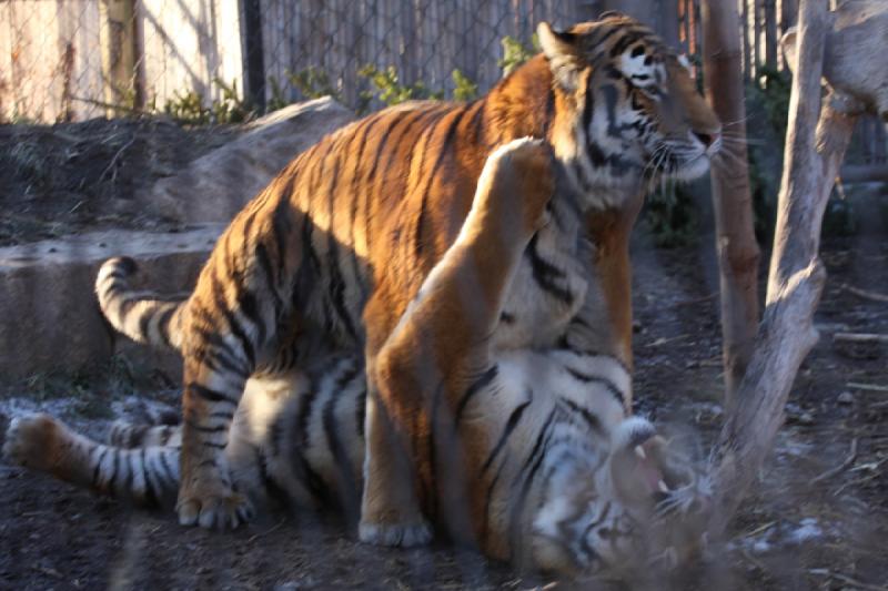 2011-01-23 16:40:00 ** Tiger, Utah, Zoo ** 