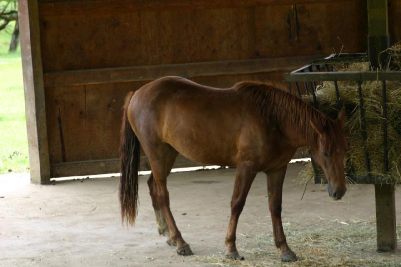 2005-05-07 14:44:45 ** Oregon, Roseburg, Zoo ** A horse.