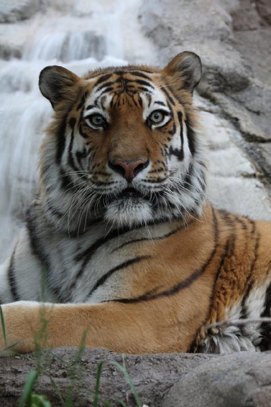 2012-05-17 19:18:17 ** Tiger, Utah, Zoo ** 