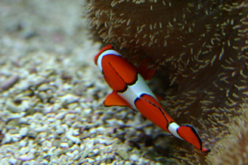 2007-09-01 11:37:30 ** Aquarium, Seattle ** Clownfisch.