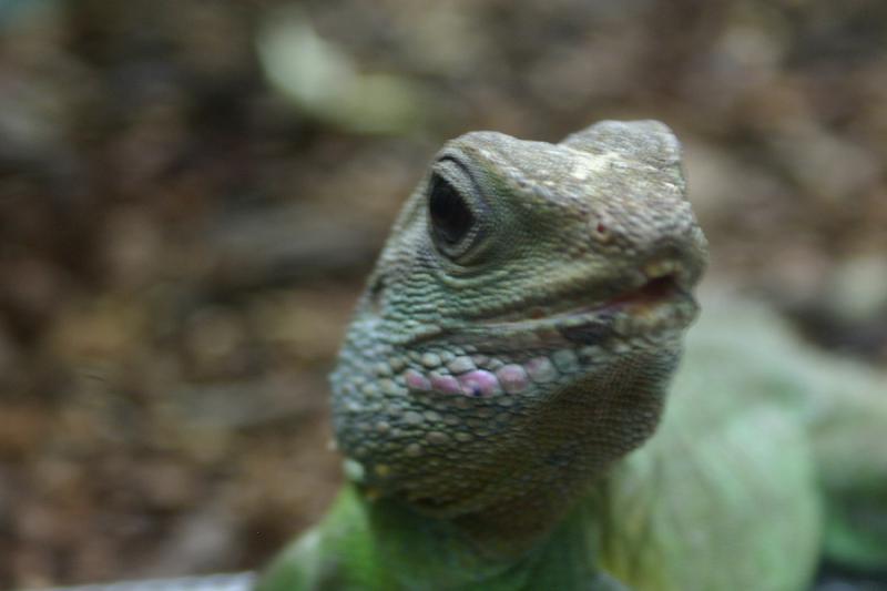 2005-08-25 14:53:51 ** Berlin, Deutschland, Zoo ** Eidechse.