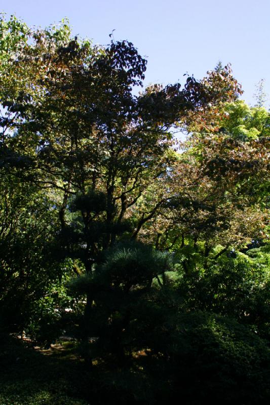 2007-09-02 14:41:34 ** Portland ** Bushes and trees in the Japanese Garden.