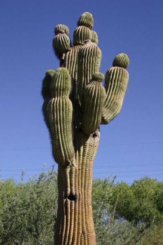 2007-10-27 13:55:42 ** Botanischer Garten, Kaktus, Phoenix ** Saguaro-Kaktus mit einer Nisthöhle.