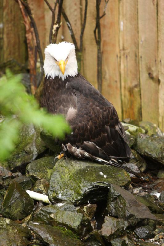 2012-06-19 12:31:10 ** Alaska, Ketchikan, Kreuzfahrt, Weißkopfseeadler ** 