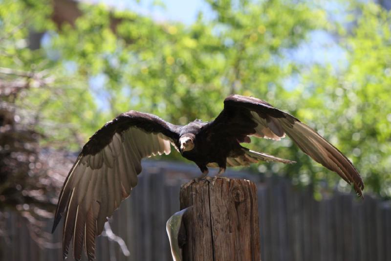 2011-07-15 13:10:19 ** Utah, Zoo ** 