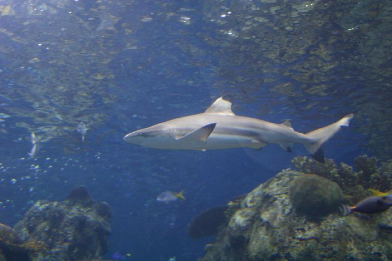 2007-10-13 13:01:12 ** Aquarium, California, Zoo ** Shark. 2007-10-13 13:01:12 ** Aquarium, California, Zoo ** Shark.