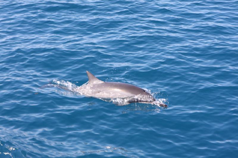 2011-11-29 10:18:07 ** Hawaiʻi, Kauaʻi ** 