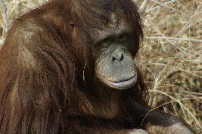 2007-03-11 13:37:50 ** Utah, Zoo ** Orang-Utan.